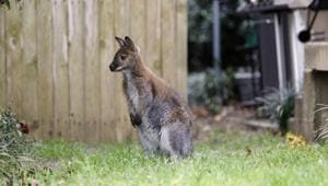 A wallaby roams in the front yard of a Dallas neighborhood.(AP) A wallaby roams in the front yard of a Dallas neighborhood.(AP)