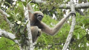 A female Hoolock Gibbon. It is estimated that only about 3,000 Western Hoolock gibbons are left in northeast India today.(Pragyan Sharma/WCS India) A female Hoolock Gibbon. It is estimated that only about 3,000 Western Hoolock gibbons are left in northeast India today.(Pragyan Sharma/WCS India)