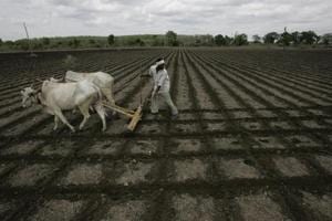 Farm crisis and the long-running drought are likely to be key issues in the seat, which is considered to be a BJP stronghold.(HT Photo/Representative Image) Farm crisis and the long-running drought are likely to be key issues in the seat, which is considered to be a BJP stronghold.(HT Photo/Representative Image)
