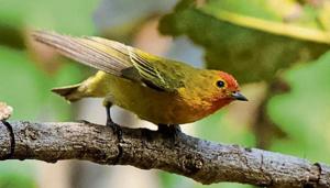Himalayan bird seen in Gurugram 40 years after rare sighting in Delhi area(picture courtesy/Mamta kacker muttreja) Himalayan bird seen in Gurugram 40 years after rare sighting in Delhi area(picture courtesy/Mamta kacker muttreja)