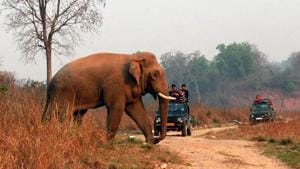 According to a report around 26 leopards were killed over the last 10 years on Haridwar-Dehradun highway due to accidents with vehicles.(HT File Photo/Representative Image) According to a report around 26 leopards were killed over the last 10 years on Haridwar-Dehradun highway due to accidents with vehicles.(HT File Photo/Representative Image)