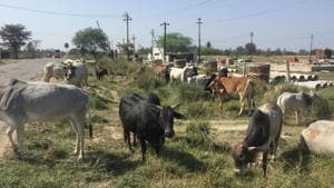 Cattle menace in UP(HT) Cattle menace in UP(HT)