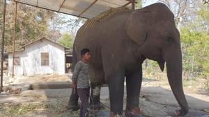 The toe nail of the 55-year-old elephant has been capped to avoid further infection.(HT Photo) The toe nail of the 55-year-old elephant has been capped to avoid further infection.(HT Photo)