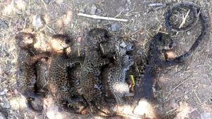 5 leopard cubs die in farm waste fire to kill a snake(HT Photo) 5 leopard cubs die in farm waste fire to kill a snake(HT Photo)