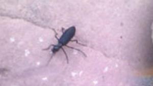 The female beetle burrows into trees and leaves fungus in the tunnel for her offspring that contains a pathogen that blocks the circulation of the tree.(File Photo/Representative image) The female beetle burrows into trees and leaves fungus in the tunnel for her offspring that contains a pathogen that blocks the circulation of the tree.(File Photo/Representative image)