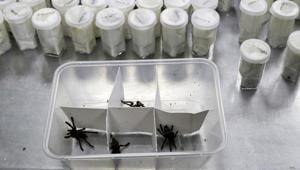 Tarantulas inside plastic containers are shown at the Philippine Department of Environment and Natural Resources in metropolitan Manila, Philippines on Wednesday, April 3, 2019. Philippine Customs District Collector Carmelita Talusan said in a statement that 757 live Tarantulas, with an estimated value of P310,000 (about US$6,000), were seized by customs agents at Manila's airport last April 1. The endangered wildlife species were found concealed in gift-wrapped oatmeal and cookie boxes and was shipped from Poland. (AP Photo/Aaron Favila)(AP) Tarantulas inside plastic containers are shown at the Philippine Department of Environment and Natural Resources in metropolitan Manila, Philippines on Wednesday, April 3, 2019. Philippine Customs District Collector Carmelita Talusan said in a statement that 757 live Tarantulas, with an estimated value of P310,000 (about US$6,000), were seized by customs agents at Manila's airport last April 1. The endangered wildlife species were found concealed in gift-wrapped oatmeal and cookie boxes and was shipped from Poland. (AP Photo/Aaron Favila)(AP)