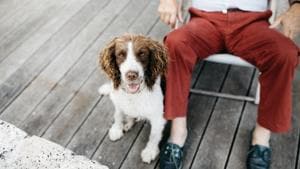 According to a recent study, having a pet can help older adults cope with mental and physical health issues.(Unsplash) According to a recent study, having a pet can help older adults cope with mental and physical health issues.(Unsplash)