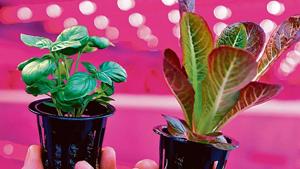Circular farming involves waste food being turned into nutrients that are used to grow new crops.(iStock/Representative Image) Circular farming involves waste food being turned into nutrients that are used to grow new crops.(iStock/Representative Image)