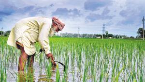 Data from the district agriculture department reveals that 119 farmers committed suicide in Sangrur between April 2017 and March 2018.(Anil Dayal/ HT Photo) Data from the district agriculture department reveals that 119 farmers committed suicide in Sangrur between April 2017 and March 2018.(Anil Dayal/ HT Photo)