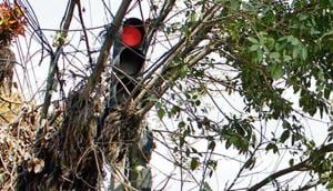 At Aggarwal Dharamshala Chowk, commuters travelling from the Gurudwara road towards the Civil Lines faced a major problem in deciphering whether the signal had turned green or not as the signal was hidden by the branches of a tree.(HT Photo) At Aggarwal Dharamshala Chowk, commuters travelling from the Gurudwara road towards the Civil Lines faced a major problem in deciphering whether the signal had turned green or not as the signal was hidden by the branches of a tree.(HT Photo)