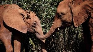 Orphan elephants play at the David Sheldrick Wildlife Trust (DSWT) elephant orphanage in Nairobi, Kenya on March 12, 2019. - Each calf at the nursery has a tragic story: orphaned by poachers, drought, or in conflict with humans encroaching ever further into the few wild places left. Elephants stay for about three years at the orphanage, where they are fed every three hours and sleep in individual wooden pens, each with a keeper. In 42 years, the trust has rehabilitated more than 230 orphan elephants. (Photo by Yasuyoshi CHIBA / AFP)(AFP) Orphan elephants play at the David Sheldrick Wildlife Trust (DSWT) elephant orphanage in Nairobi, Kenya on March 12, 2019. - Each calf at the nursery has a tragic story: orphaned by poachers, drought, or in conflict with humans encroaching ever further into the few wild places left. Elephants stay for about three years at the orphanage, where they are fed every three hours and sleep in individual wooden pens, each with a keeper. In 42 years, the trust has rehabilitated more than 230 orphan elephants. (Photo by Yasuyoshi CHIBA / AFP)(AFP)