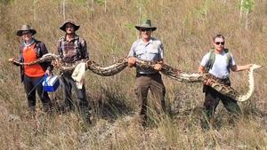 The female snake is longer than a one-story building is high, and weighs 140 pounds (64 kilograms).(Photo: Facebook/BigCypressNPS) The female snake is longer than a one-story building is high, and weighs 140 pounds (64 kilograms).(Photo: Facebook/BigCypressNPS)