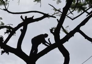Between January 1 till April 5 this year, 12 tree felling notices were issued by BMC, affecting 3,588 trees or an average of 37 trees per day.(Kunal Patil/HT Photo) Between January 1 till April 5 this year, 12 tree felling notices were issued by BMC, affecting 3,588 trees or an average of 37 trees per day.(Kunal Patil/HT Photo)