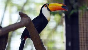 Toucans at Essel World Bird Park, Gorai, Mumbai, India, on Tuesday, April 9, 2019.(Pramod Thakur/HT Photo) Toucans at Essel World Bird Park, Gorai, Mumbai, India, on Tuesday, April 9, 2019.(Pramod Thakur/HT Photo)