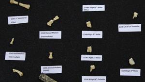 The new species, Homo luzonensis is named after Luzon Island, where the more than 50,000 year old fossils were found during excavations at Callao Cave.(AP) The new species, Homo luzonensis is named after Luzon Island, where the more than 50,000 year old fossils were found during excavations at Callao Cave.(AP)