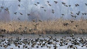 Coastal wetlands get two big protectors(PTI) Coastal wetlands get two big protectors(PTI)