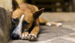 A woman has been fined Rs 3.60 lakh for feeding the stray dogs.(Getty Images/iStockphoto) A woman has been fined Rs 3.60 lakh for feeding the stray dogs.(Getty Images/iStockphoto)