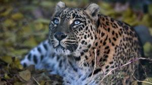 The WCS recommends conservation of these “wasteland” terrains even though they do not fall under the category of protected areas.(AFP) The WCS recommends conservation of these “wasteland” terrains even though they do not fall under the category of protected areas.(AFP)