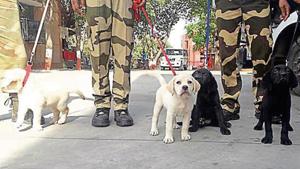 In another two weeks, the labradors of CISF’s canine unit, will leave for Ranchi, where they will be trained for six months.(HT Photo) In another two weeks, the labradors of CISF’s canine unit, will leave for Ranchi, where they will be trained for six months.(HT Photo)