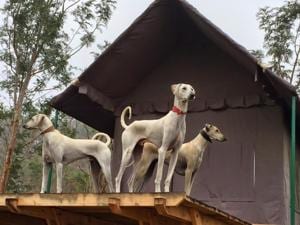 Indian breeds like the Chippiparai Hound have been getting popular over the last few years, in part because they are more trainable and have stronger immune systems.(Karthik Davey)