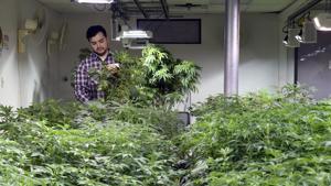 FILE - In this April 3, 2019, file photo, Oswaldo Barrientos picks dead leaves from marijuana plants at the grow facility where he works near downtown Denver. Immigration authorities on Friday, April 19, 2019 said that anyone with any involvement with marijuana, regardless of whether it's legal in the state they live in, can be denied from citizenship because the drug is still outlawed by federal law. (AP Photo/Thomas Peipert, File)(AP) FILE - In this April 3, 2019, file photo, Oswaldo Barrientos picks dead leaves from marijuana plants at the grow facility where he works near downtown Denver. Immigration authorities on Friday, April 19, 2019 said that anyone with any involvement with marijuana, regardless of whether it's legal in the state they live in, can be denied from citizenship because the drug is still outlawed by federal law. (AP Photo/Thomas Peipert, File)(AP)