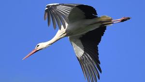 Two large bird habitats in the Mumbai Metropolitan Region (MMR) — part of the Central Asian Flyway (CAF) — are no longer being visited by migratory birds after reclamation work, a new study revealed.(AFP) Two large bird habitats in the Mumbai Metropolitan Region (MMR) — part of the Central Asian Flyway (CAF) — are no longer being visited by migratory birds after reclamation work, a new study revealed.(AFP)