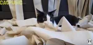 Posted on April 19, the video has collected over 1.8 million views on YouTube and counting.(YouTube/CatPusic) Posted on April 19, the video has collected over 1.8 million views on YouTube and counting.(YouTube/CatPusic)
