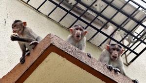 To control the monkey menace in the city, the Delhi government’s forest department is pinning all its hopes on an injectable contraceptive, developed by an IIT Delhi professor in the 1980s, for human males.(Praful Gangurde) To control the monkey menace in the city, the Delhi government’s forest department is pinning all its hopes on an injectable contraceptive, developed by an IIT Delhi professor in the 1980s, for human males.(Praful Gangurde)