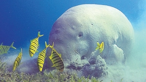 Industrial pollution in the Gulf of Kutch (GoK)is degrading the last remaining habitats of dugongs, or sea cows, says a study by the Bombay Natural History Society (BNHS). Industrial pollution in the Gulf of Kutch (GoK)is degrading the last remaining habitats of dugongs, or sea cows, says a study by the Bombay Natural History Society (BNHS).