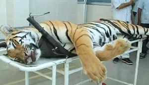The Nagpur bench of the Bombay high court (HC) on Thursday issued notices to hunters Asghar Ali Khan, his father Shafath, the Maharashtra government, the forest department, National Tiger Conservation Authority (NTCA) and the Yavatmal district administration regarding the killing of tigress T1 or Avni in November 2018.(AFP) The Nagpur bench of the Bombay high court (HC) on Thursday issued notices to hunters Asghar Ali Khan, his father Shafath, the Maharashtra government, the forest department, National Tiger Conservation Authority (NTCA) and the Yavatmal district administration regarding the killing of tigress T1 or Avni in November 2018.(AFP)