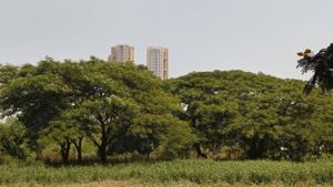 Forest areas inside Aarey Milk Colony are at risk because the government is yet to stop construction at these sites.(HT Photo) Forest areas inside Aarey Milk Colony are at risk because the government is yet to stop construction at these sites.(HT Photo)