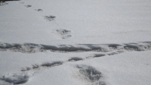 Scientists and experts said on Tuesday there is no evidence to back the presence of the mythical Yeti after the Indian Army said it has sighted the footprints of the ape-like creature of folklores in eastern Nepal.