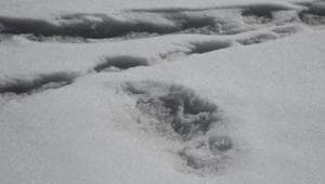 The Yeti, known as the abominable snowman in popular culture, is said to live in the Himalayan regions of Nepal and is largely regarded by scientists as a mythical creature.(Twitter/ ADG PI) The Yeti, known as the abominable snowman in popular culture, is said to live in the Himalayan regions of Nepal and is largely regarded by scientists as a mythical creature.(Twitter/ ADG PI)