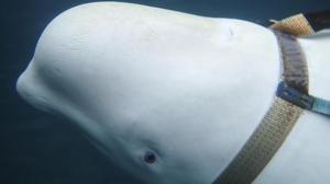 A beluga whale seen as it swims next to a fishing boat before Norwegian fishermen removed the tight harness, swimming off the northern Norwegian coast Friday, April 26, 2019.(AP) A beluga whale seen as it swims next to a fishing boat before Norwegian fishermen removed the tight harness, swimming off the northern Norwegian coast Friday, April 26, 2019.(AP)