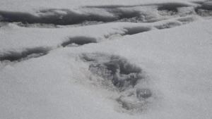 In a tweet, accompanied by a photo of the expedition team and three photos of footprints in the snow, the Indian Army on Monday night said it had sighted “Mysterious Footprints of mythical beast ‘Yeti’.(Twitter/ ADGPI) In a tweet, accompanied by a photo of the expedition team and three photos of footprints in the snow, the Indian Army on Monday night said it had sighted “Mysterious Footprints of mythical beast ‘Yeti’.(Twitter/ ADGPI)