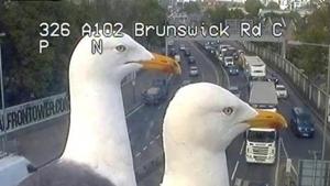 A video of an inquisitive bird has surfaced on the Internet and left thousands amused.(Twitter/@TfLTrafficNews) A video of an inquisitive bird has surfaced on the Internet and left thousands amused.(Twitter/@TfLTrafficNews)