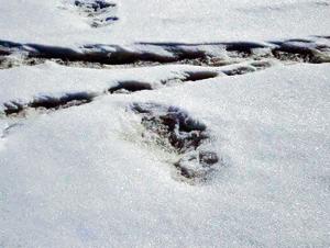 New Delhi: Footprints, claimed by the Indian Army in its twitter account to be of the "mythical beast Yeti", which were sighted by their expedition team near the Makalu Base Camp, Nepal, Tuesday, April 9, 2019. (Twitter/PTI Photo) (PTI4_30_2019_000053B)(PTI) New Delhi: Footprints, claimed by the Indian Army in its twitter account to be of the "mythical beast Yeti", which were sighted by their expedition team near the Makalu Base Camp, Nepal, Tuesday, April 9, 2019. (Twitter/PTI Photo) (PTI4_30_2019_000053B)(PTI)