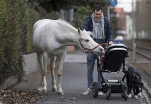 Jenny ambles along cobblestone streets and pedestrian paths, avoiding joggers, families and vehicles.(AP/Boris Roessler) Jenny ambles along cobblestone streets and pedestrian paths, avoiding joggers, families and vehicles.(AP/Boris Roessler)