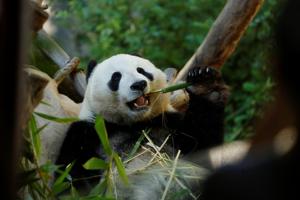 Is a sad-eyed panda really worth saving more than a slimy salamander? (Representational image)(REUTERS/Mike Blake) Is a sad-eyed panda really worth saving more than a slimy salamander? (Representational image)(REUTERS/Mike Blake)