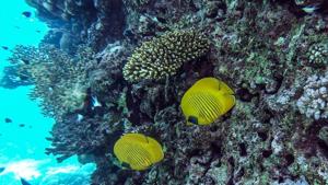 A photo taken on April 4, 2019 shows fish swimming off the coast of Egypt's Red Sea resort of Hurghada. - In dazzling turquoise waters off Egypt's Red Sea coast, scuba divers swim among delicate pink jellyfish and admire coral -- but the rebounding tourism sector is worrisome for the fragile marine ecosystem. (Photo by Mohamed el-Shahed / AFP)(AFP) A photo taken on April 4, 2019 shows fish swimming off the coast of Egypt's Red Sea resort of Hurghada. - In dazzling turquoise waters off Egypt's Red Sea coast, scuba divers swim among delicate pink jellyfish and admire coral -- but the rebounding tourism sector is worrisome for the fragile marine ecosystem. (Photo by Mohamed el-Shahed / AFP)(AFP)