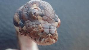 The post revealed that the snake had three eye sockets and three functional eyes.(Facebook/@ParksandWildlifeNT) The post revealed that the snake had three eye sockets and three functional eyes.(Facebook/@ParksandWildlifeNT)