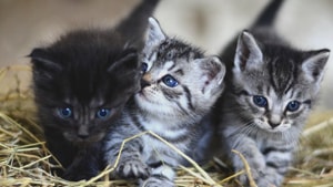 Members of the housing society had alleged that Patel tried to burn the kittens two days ago, but luckily they managed to escape.(Reuters/ Representative Image) Members of the housing society had alleged that Patel tried to burn the kittens two days ago, but luckily they managed to escape.(Reuters/ Representative Image)