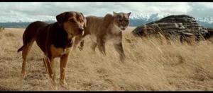 On her way home, Bella has to stave off starvation and wolf attacks while also ensuring the safety of an orphaned cougar cub. On her way home, Bella has to stave off starvation and wolf attacks while also ensuring the safety of an orphaned cougar cub.