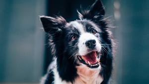 Dogs, on the other hand, showed no particular inclination to feed other dogs (representational image).(Unsplash/@baptiststandaert) Dogs, on the other hand, showed no particular inclination to feed other dogs (representational image).(Unsplash/@baptiststandaert)