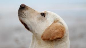 In ‘lawless’ world of service dogs, many families suffer.(Unsplash) In ‘lawless’ world of service dogs, many families suffer.(Unsplash)