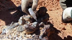 Handout photo released by the Institute and Museum of Natural Sciences (IMCN) of the San Juan University, of a scientist taking samples of a 220-million-year-old fossil at the Ischigualasto National Park in San Juan provice, Argentina(AFP) Handout photo released by the Institute and Museum of Natural Sciences (IMCN) of the San Juan University, of a scientist taking samples of a 220-million-year-old fossil at the Ischigualasto National Park in San Juan provice, Argentina(AFP)