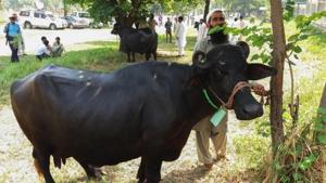‘High traces of lead, mercury in buffalo milk’: Study(AFP) ‘High traces of lead, mercury in buffalo milk’: Study(AFP)