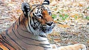 Interestingly, NTCA was not able to establish the cause of death in 118 cases (18% of the total deaths), primarily because of the state forest departments not updating the cause with the authority.(File Photo) Interestingly, NTCA was not able to establish the cause of death in 118 cases (18% of the total deaths), primarily because of the state forest departments not updating the cause with the authority.(File Photo)
