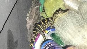 The woman also had 41 3-stripe turtles in her vehicle.(Facebook/Charlotte County Sheriff’s Office) The woman also had 41 3-stripe turtles in her vehicle.(Facebook/Charlotte County Sheriff’s Office)