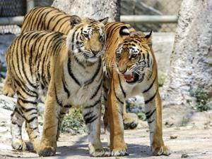 The decomposed body of the tiger was found in the Baruntika area of the 430sqkm- park’s Kohora range on Wednesday. The animal is suspected to have died nearly two weeks ago.(PTI/FilePhoto/ Representative Image) The decomposed body of the tiger was found in the Baruntika area of the 430sqkm- park’s Kohora range on Wednesday. The animal is suspected to have died nearly two weeks ago.(PTI/FilePhoto/ Representative Image)